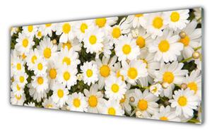 Obraz Szklany Stokrotki Kwiaty
