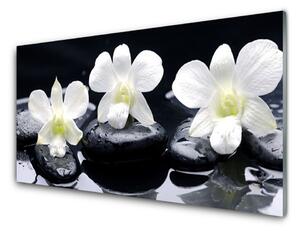 Obraz na Szkle Orchidea Kamienie Roślina