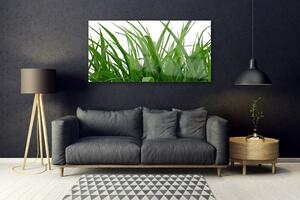 Obraz Szklany Trawa Roślina Natura