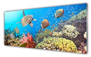 Obraz na Szkle Rafa Koralowa Krajobraz