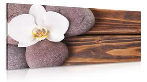 Obraz kamienie wellness i orchidea na drewnianym tle