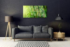 Obraz na Szkle Bambus Łodygi Roślina