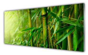 Obraz na Szkle Bambus Łodygi Roślina