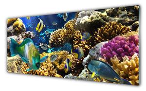 Obraz na Szkle Rafa Koralowa Natura