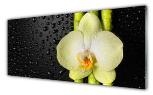 Obraz Szklany Bambus Kwiaty Orchidea