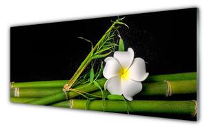 Obraz na Szkle Bambus Kwiat Roślina