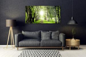 Obraz Szklany Las Słońce Ścieżka Natura