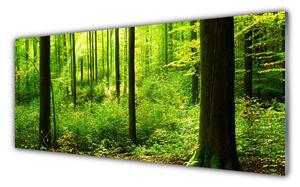 Obraz Szklany Las Zieleń Drzewa Natura