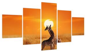 Obraz - Żyrafy w Parku Narodowym Serengeti (125x70 cm)