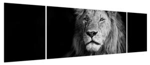 Obraz - Lew, czarno-biały (170x50 cm)