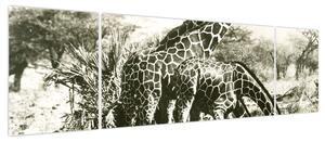 Obraz - Żyrafy, vintage (170x50 cm)