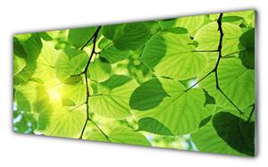 Obraz Szklany Liście Natura Roślina
