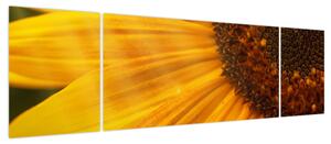 Obraz - Słoneczniki (170x50 cm)