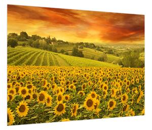 Obraz - Pole słoneczników (70x50 cm)