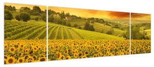 Obraz - Pole słoneczników (170x50 cm)