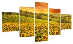 Obraz - Pole słoneczników (125x70 cm)