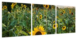 Obraz - Sunflower Field II. (z zegarem) (90x30 cm)