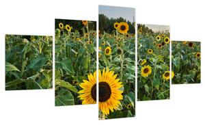 Obraz - Sunflower Field II. (125x70 cm)