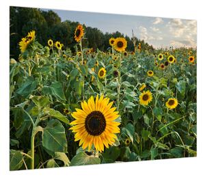 Obraz - Sunflower Field II. (70x50 cm)