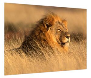 Obraz - Park Narodowy Etosha (70x50 cm)