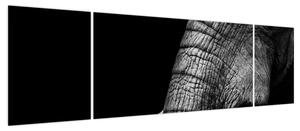 Obraz - Kły słonia (170x50 cm)