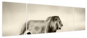 Obraz - Głodny lew (170x50 cm)