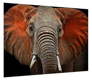 Obraz - Słonie z Tsavo (70x50 cm)