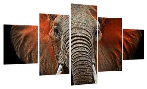Obraz - Słonie z Tsavo (125x70 cm)
