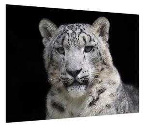 Obraz - Snow Leopard (70x50 cm)