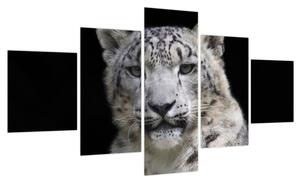 Obraz - Snow Leopard (125x70 cm)