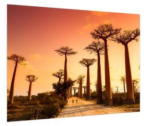 Obraz - Zachód słońca w Baobab Alley (70x50 cm)