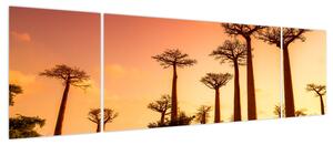 Obraz - Zachód słońca w Baobab Alley (170x50 cm)