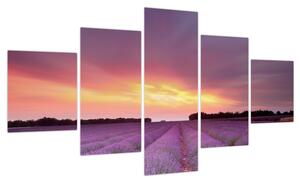 Obraz - Pole lawendy (125x70 cm)
