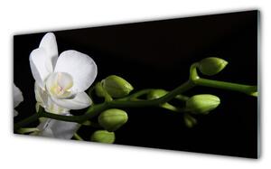 Obraz Szklany Kwiat Roślina Natura