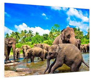 Obraz - Słonie, Sri Lanka (70x50 cm)