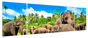 Obraz - Słonie, Sri Lanka (170x50 cm)