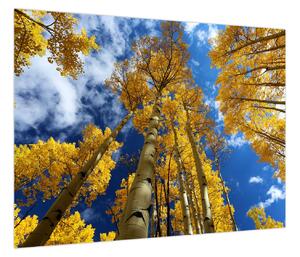 Obraz - Aspen (70x50 cm)