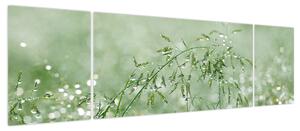 Obraz - Poranna rosa na źdźbłach trawy (170x50 cm)