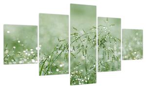 Obraz - Poranna rosa na źdźbłach trawy (125x70 cm)