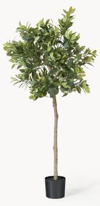 Sztuczna roślina dekoracyjna Money Tree