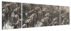 Obraz - Stado antylop gnu (170x50 cm)