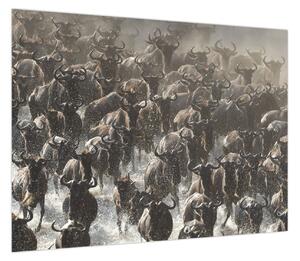 Obraz - Stado antylop gnu (70x50 cm)