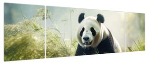 Obraz - Panda (170x50 cm)