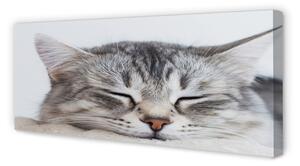 Obraz na płótnie Śpiący kot