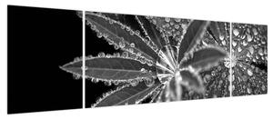 Obraz - Krople (170x50 cm)