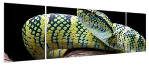 Obraz - Grzechotnik Waglera (170x50 cm)