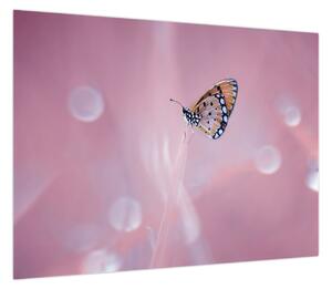 Obraz - Motyl (70x50 cm)