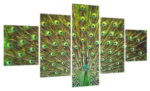 Obraz - Paw (125x70 cm)