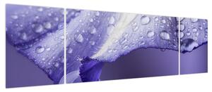 Obraz - Płatek z kroplami (170x50 cm)