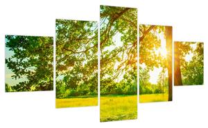 Obraz - Słoneczny Las (125x70 cm)